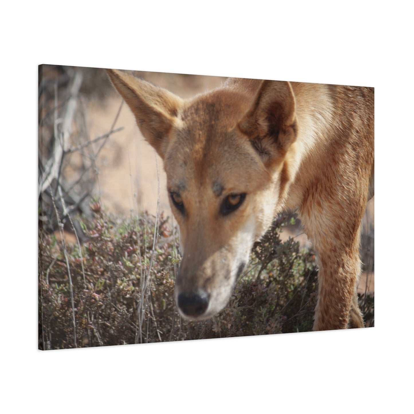 Dingo Canvas Print