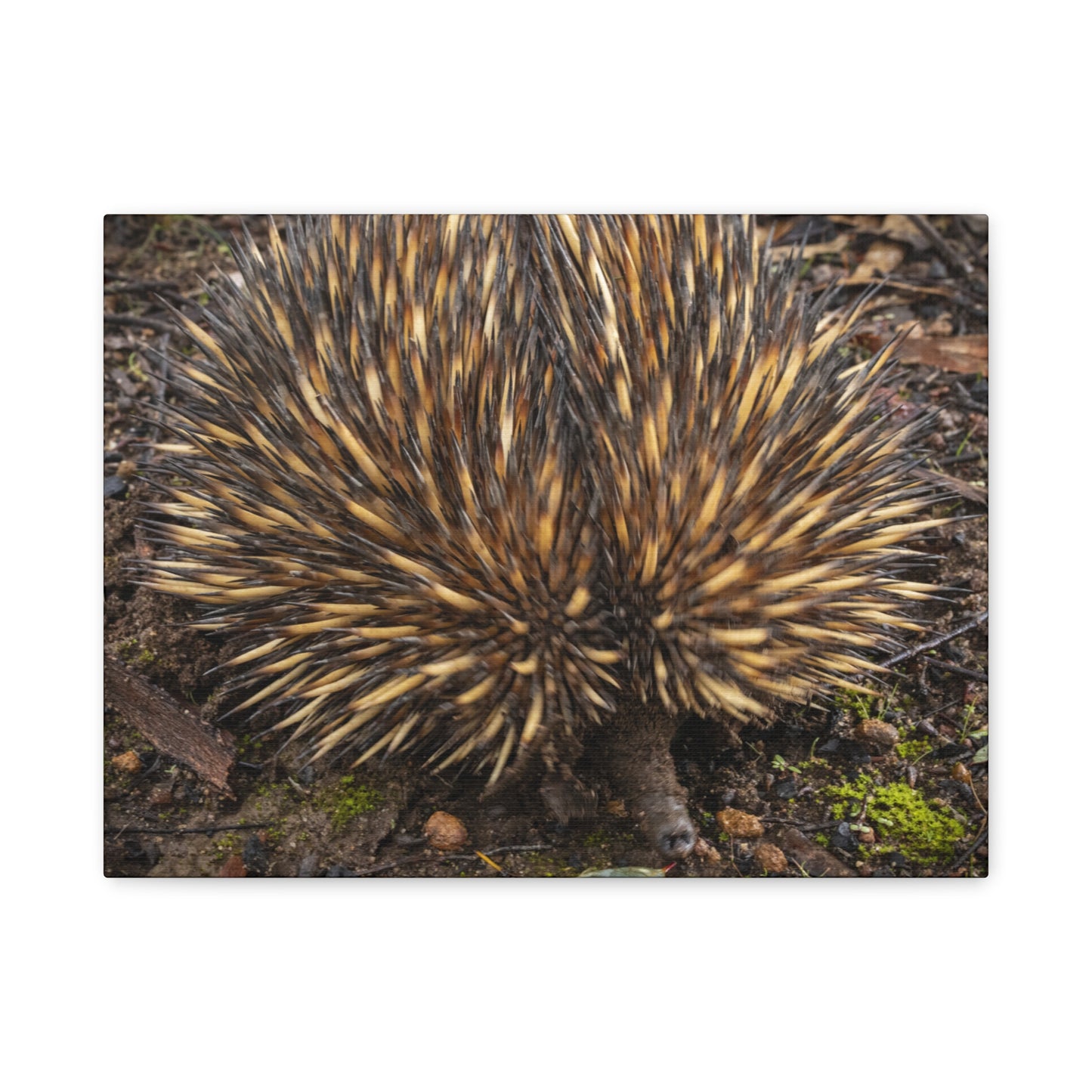 Spikey Canvas Print