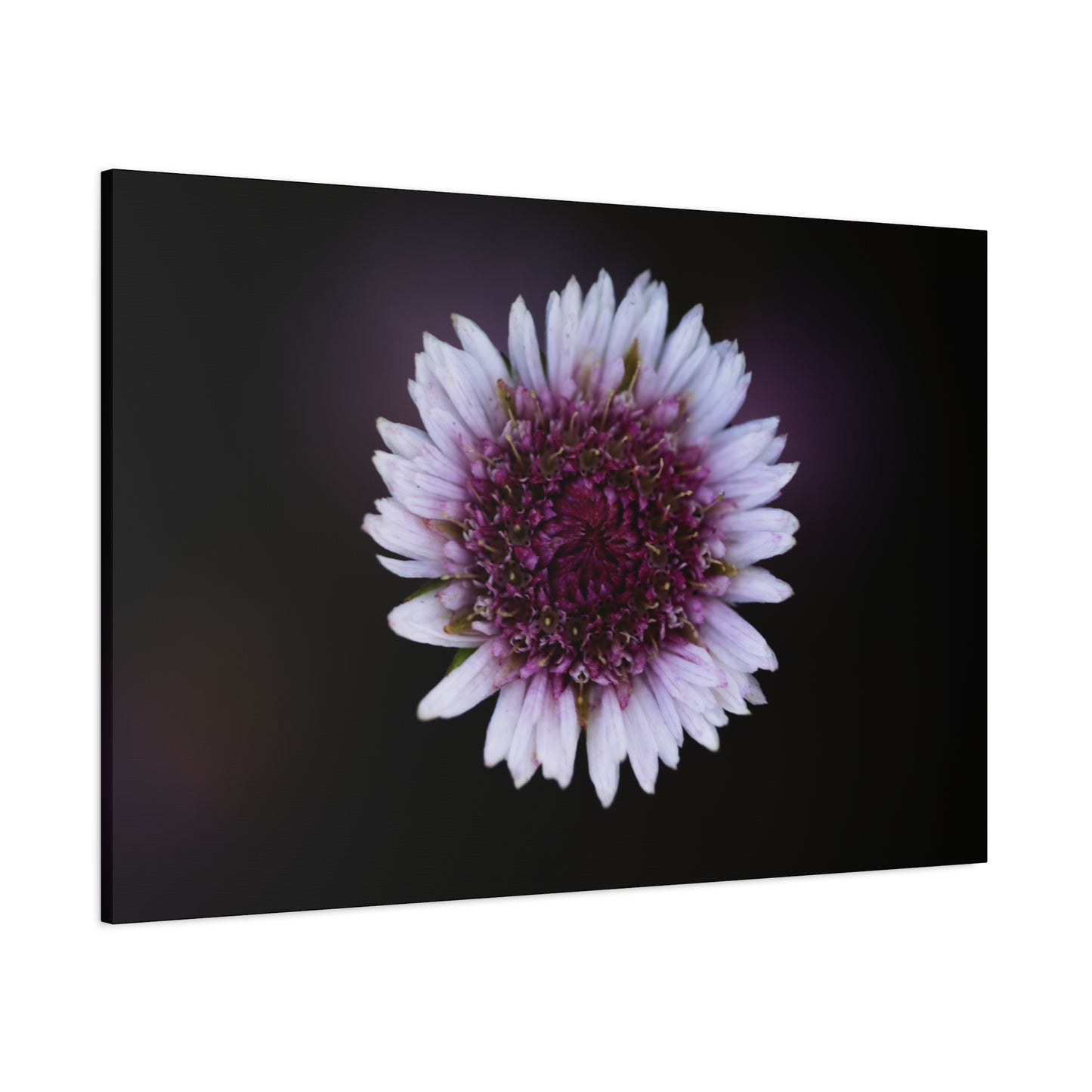 Pink Daisy Canvas Print