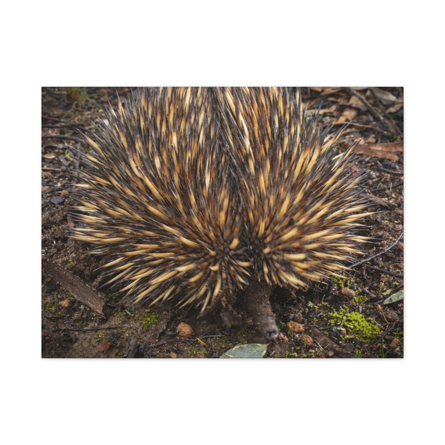 Spikey Canvas Print