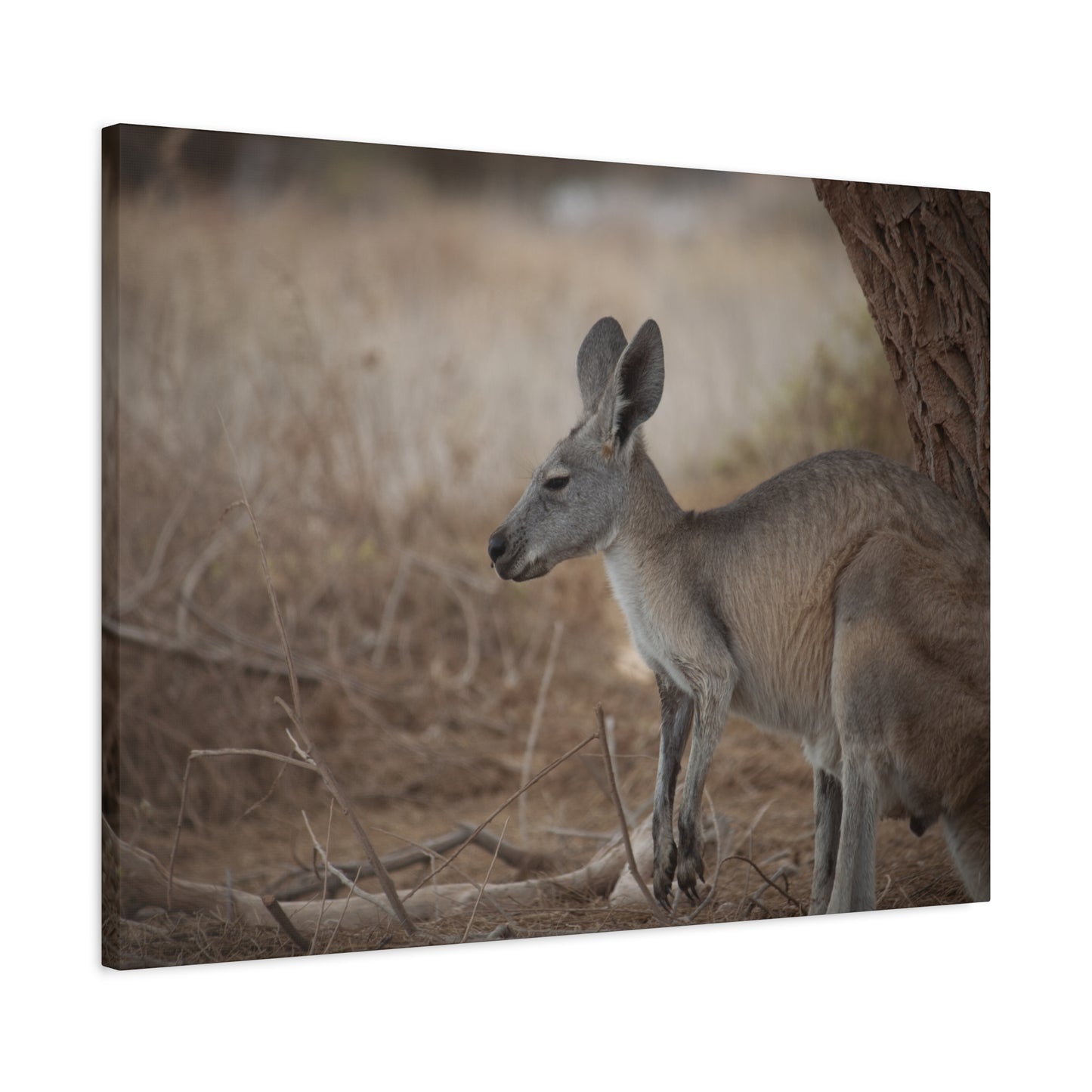 Roo Canvas Print