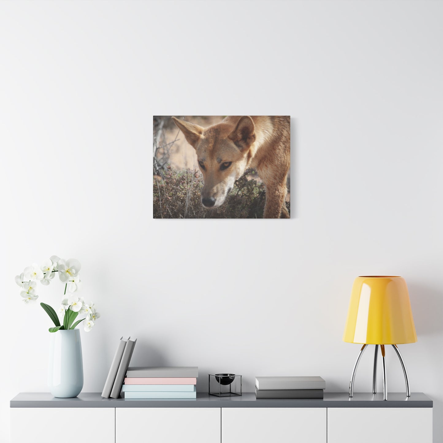 Dingo Canvas Print