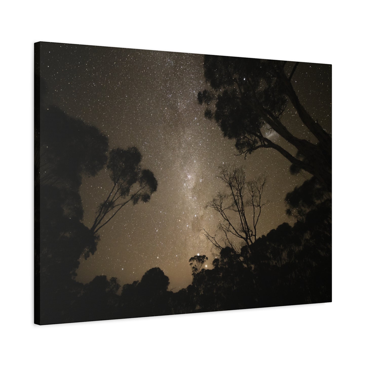 Dryandra Skies Canvas Print