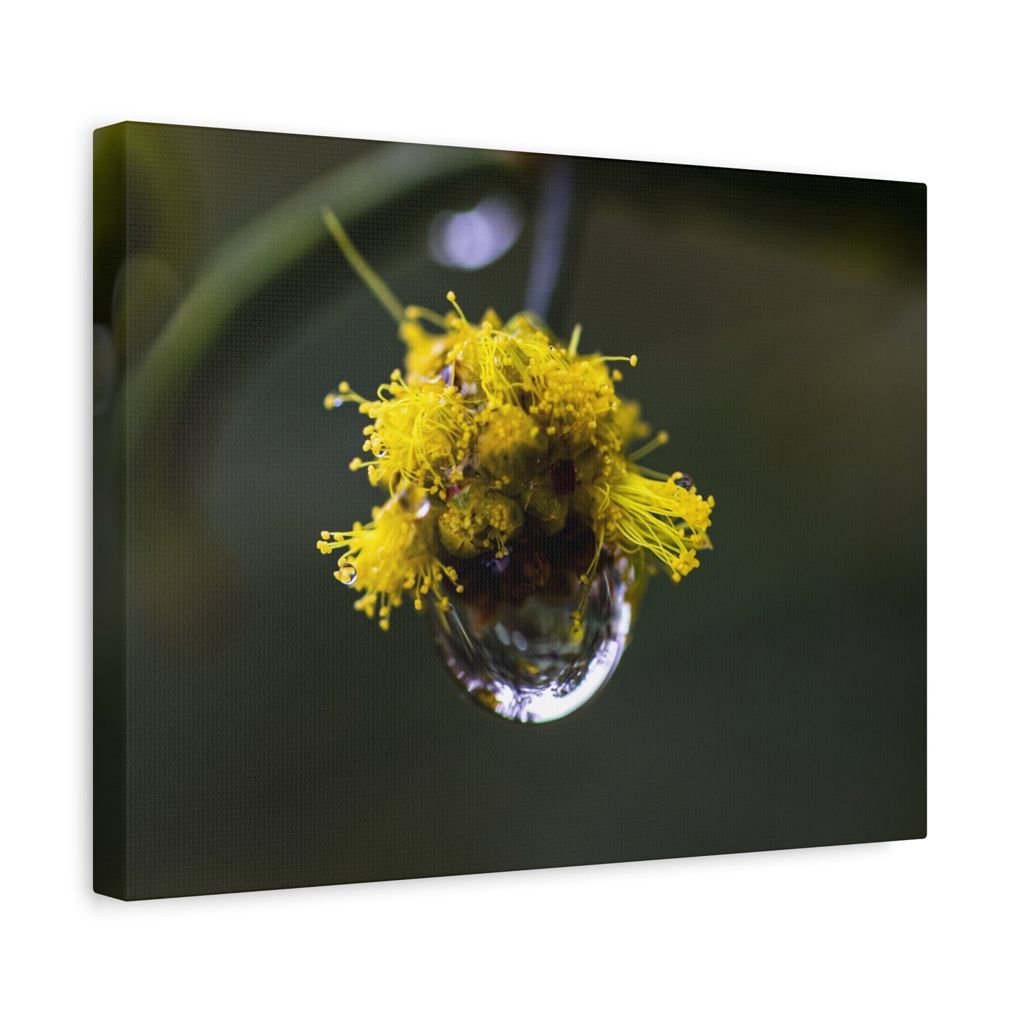 Droplets Canvas Print