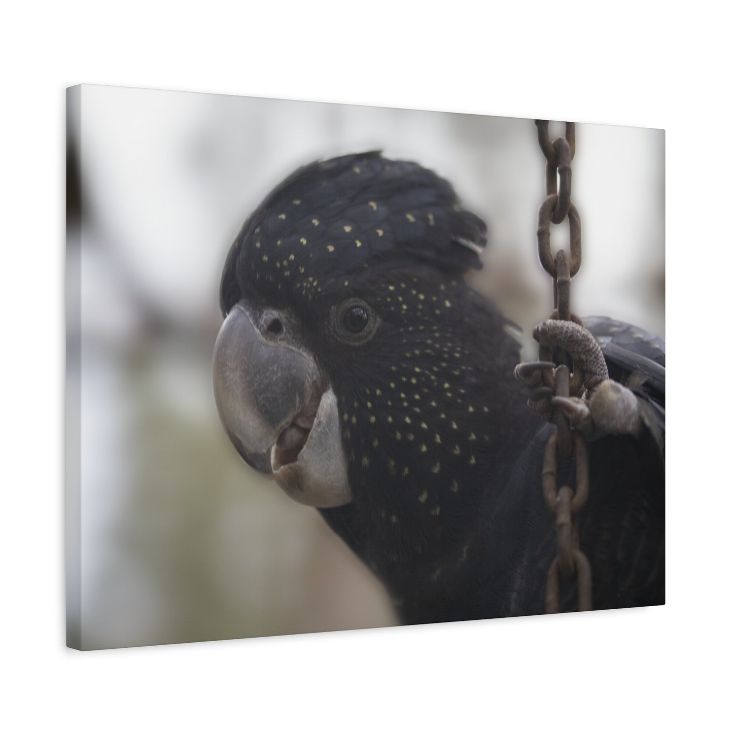 Black Bird Canvas Print