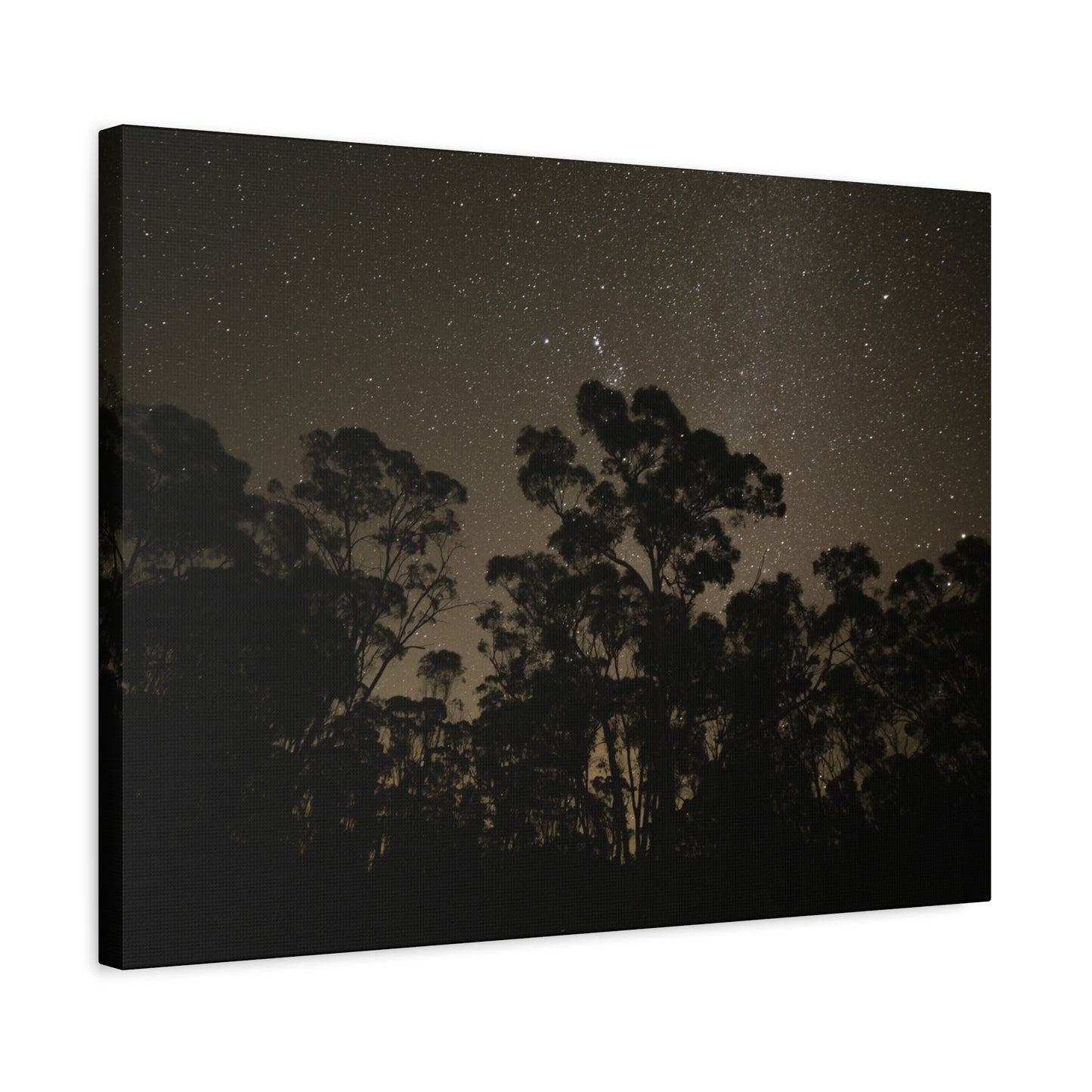 Dryandra Skies 2 Canvas Print