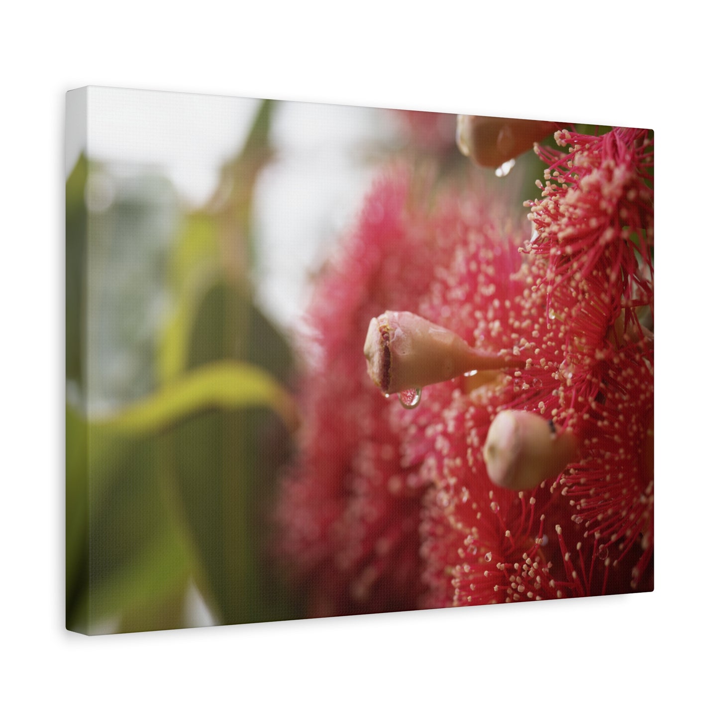 Flowering Gum Canvas Print