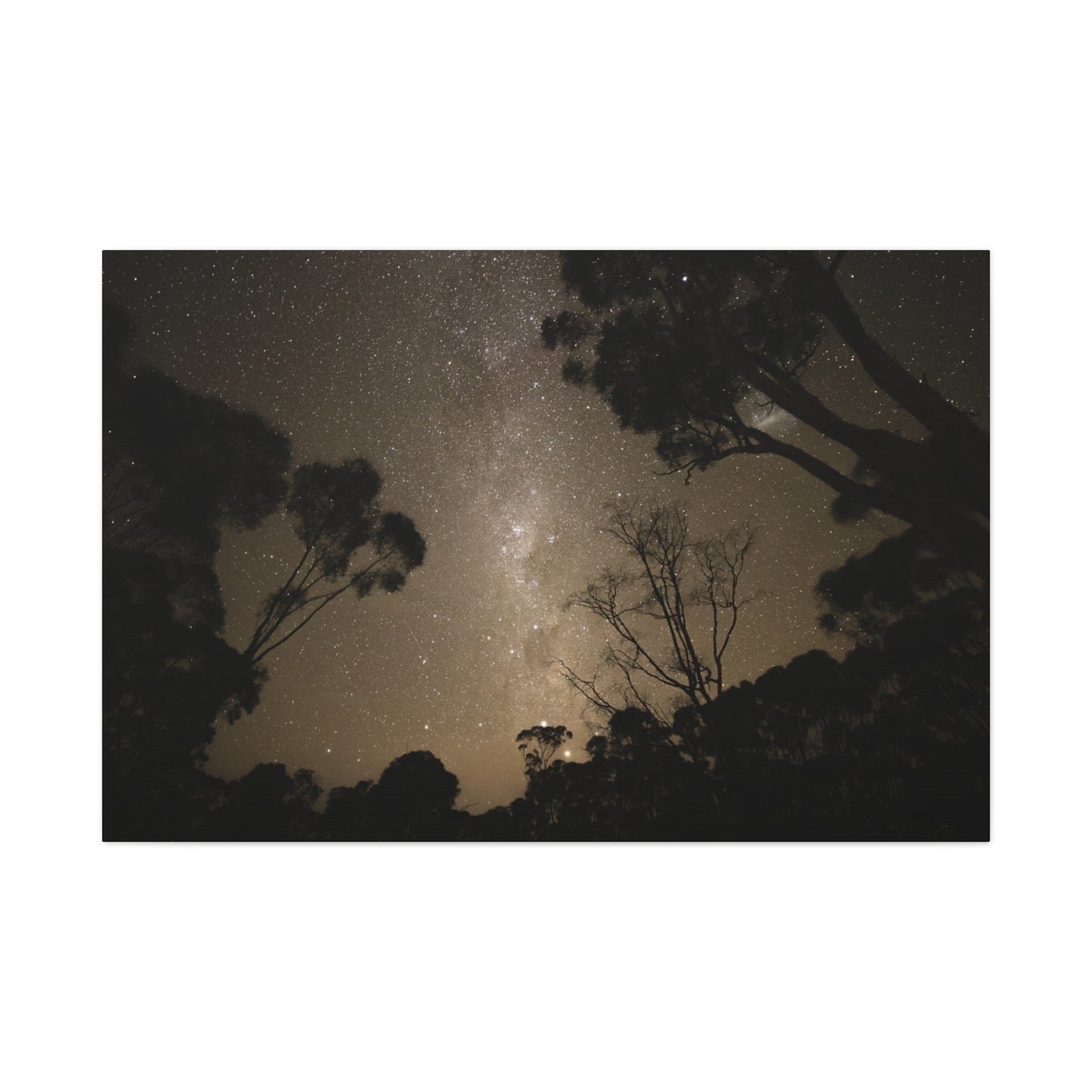 Dryandra Skies Canvas Print