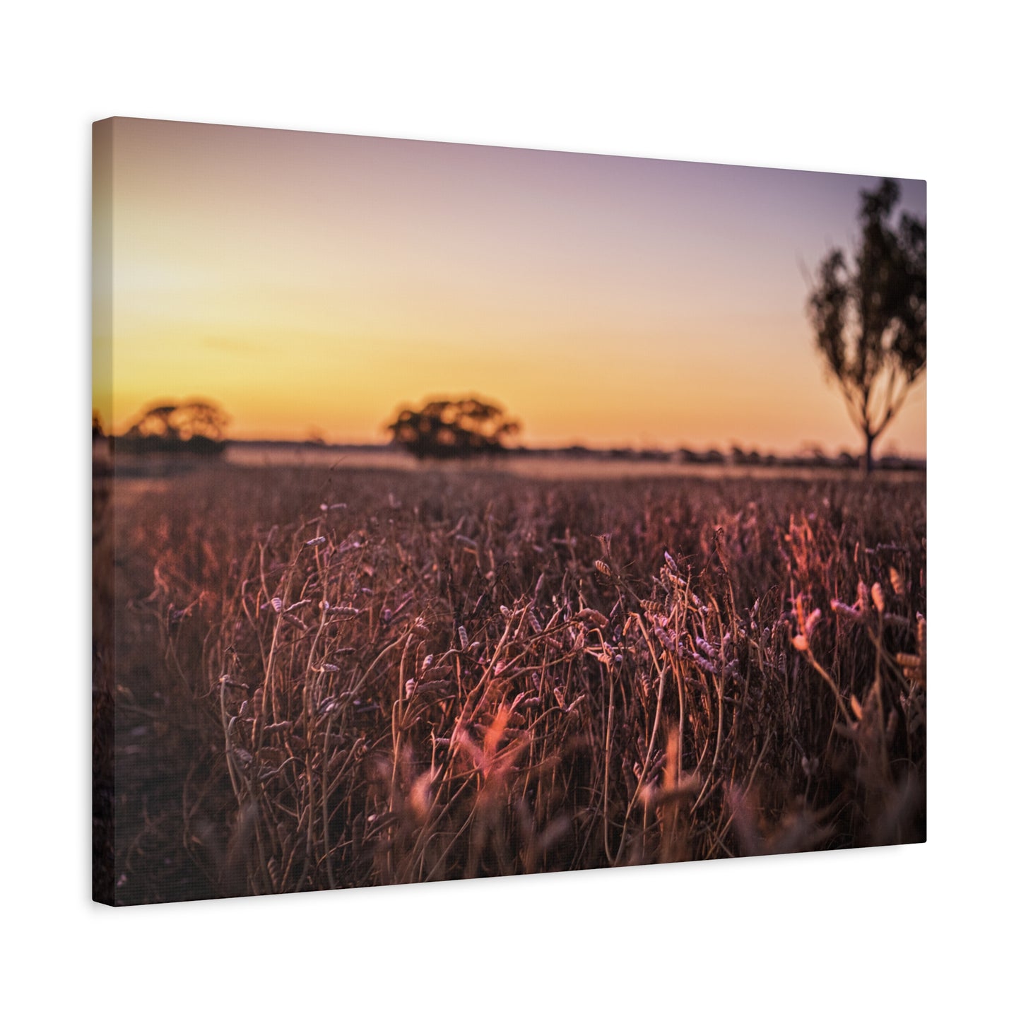 Paddock 2 Canvas Print