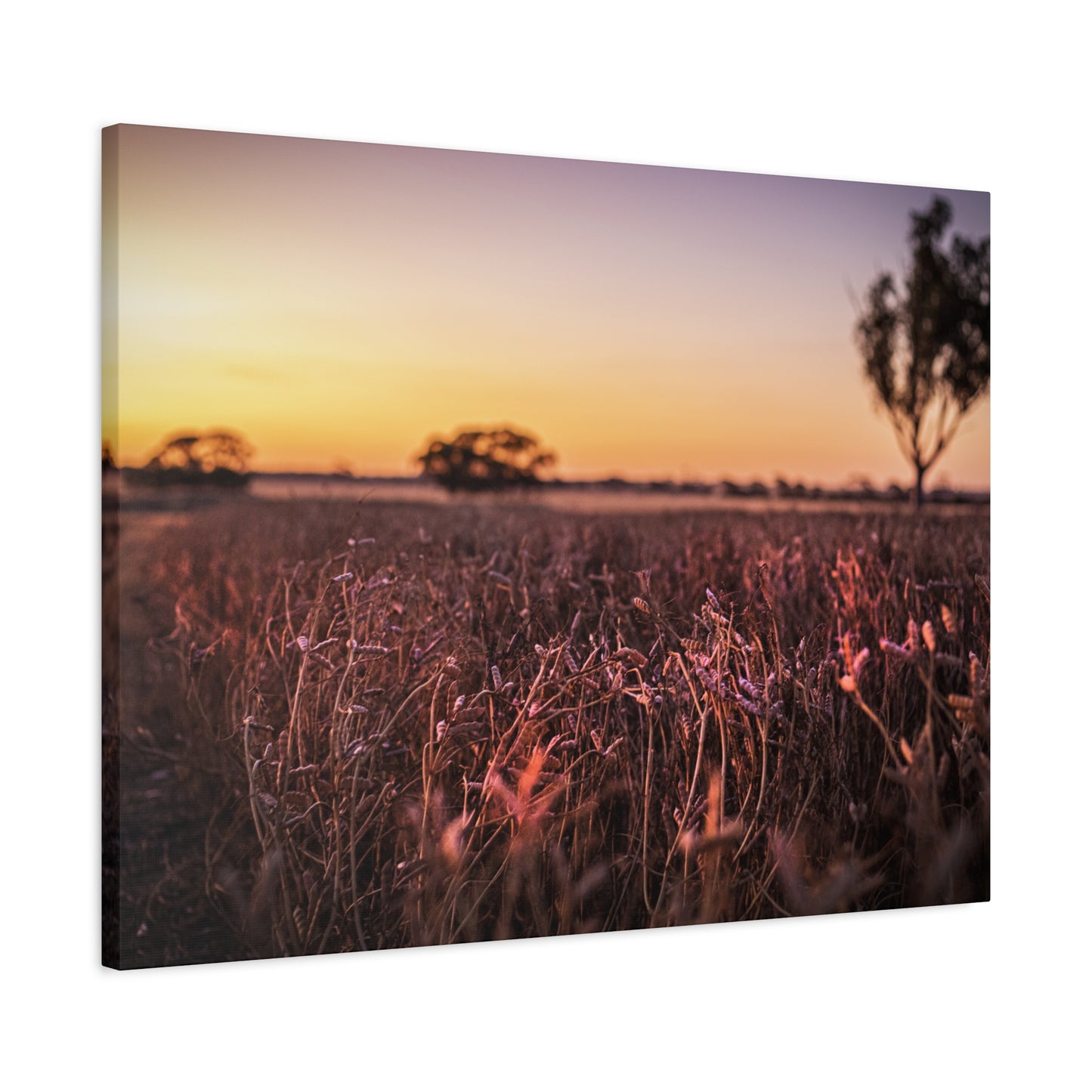 Paddock 2 Canvas Print