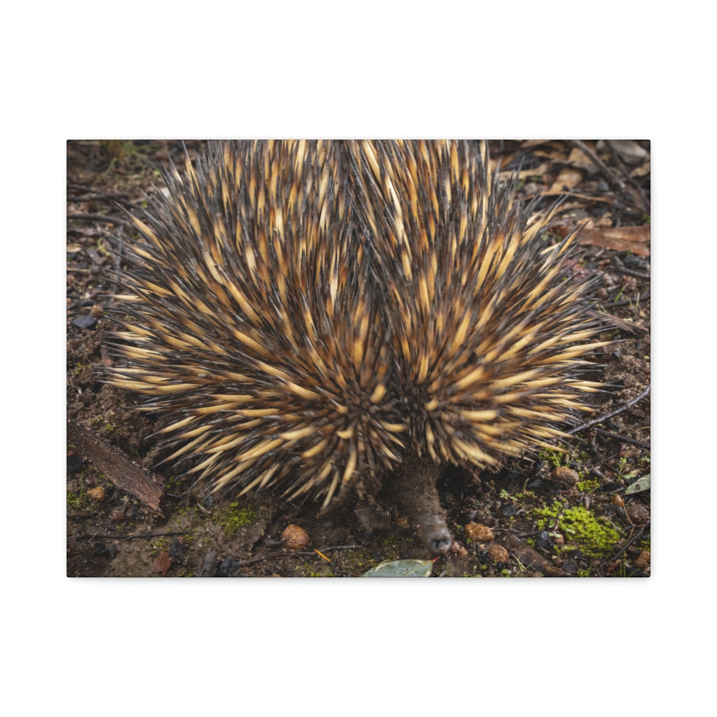 Spikey Canvas Print