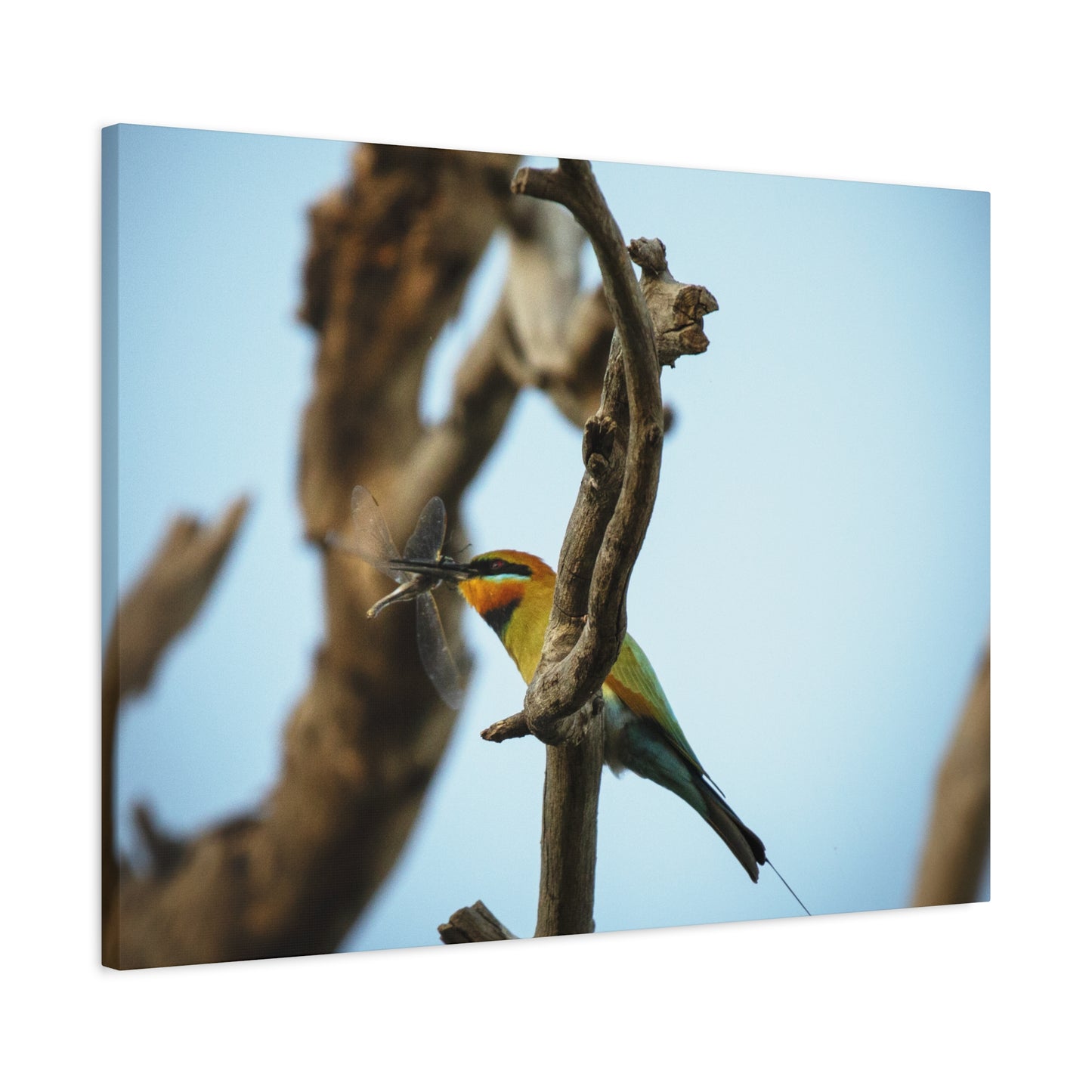 Bee Eater Canvas Print