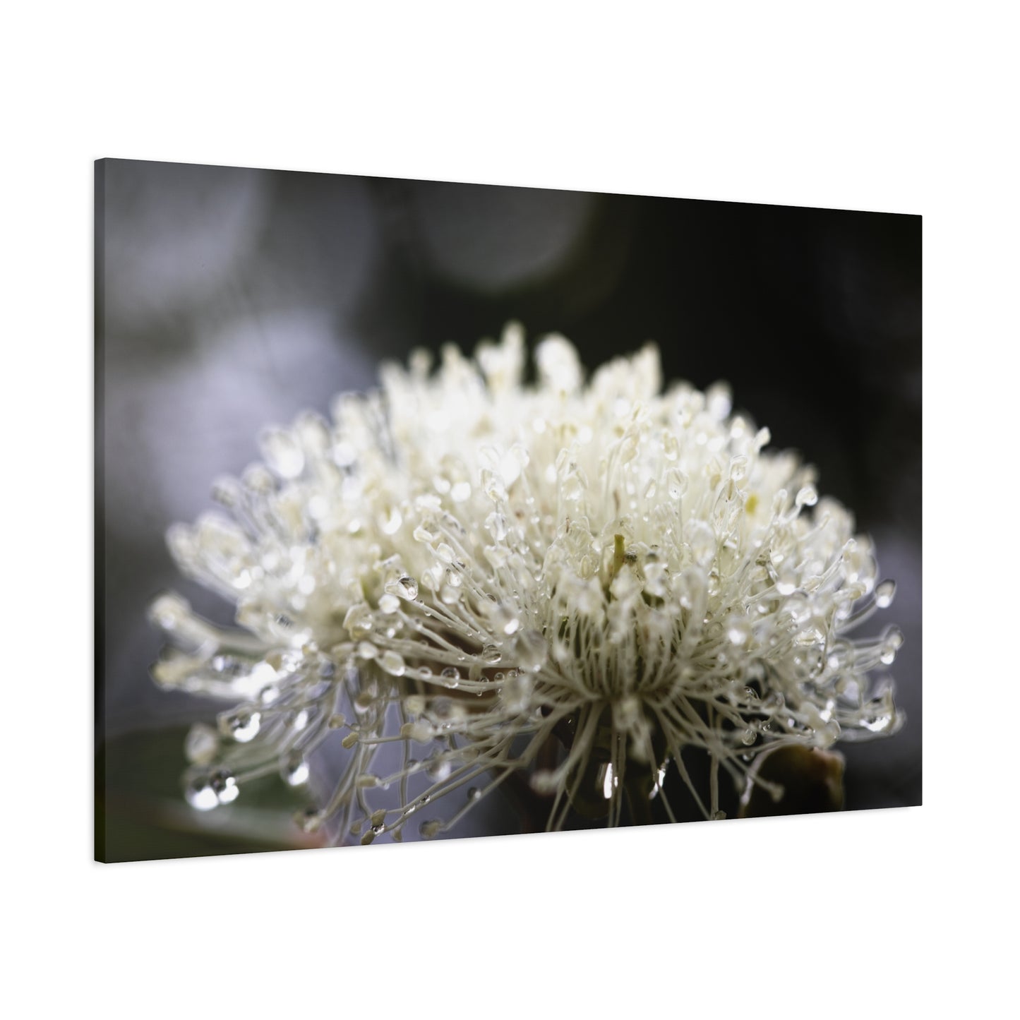 Marri Bloom Canvas Print