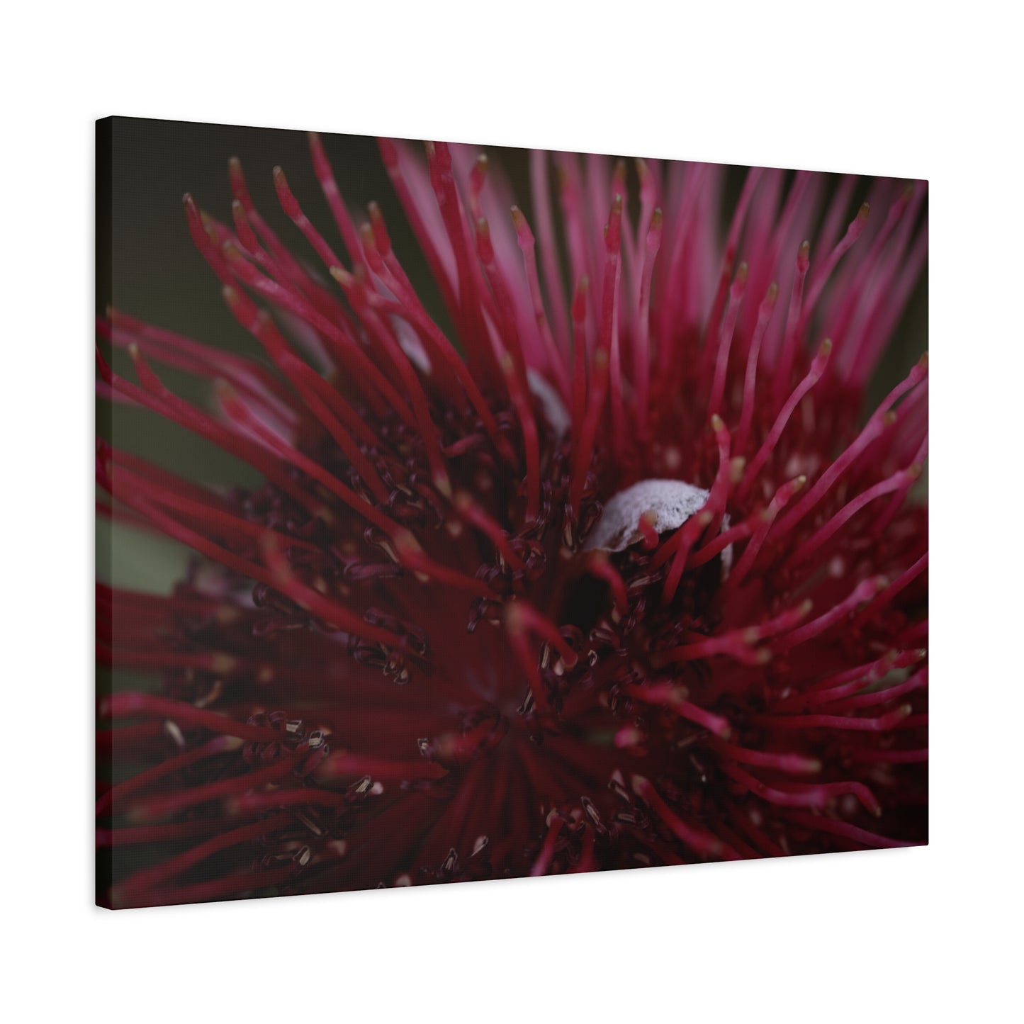 Pink Canvas Print