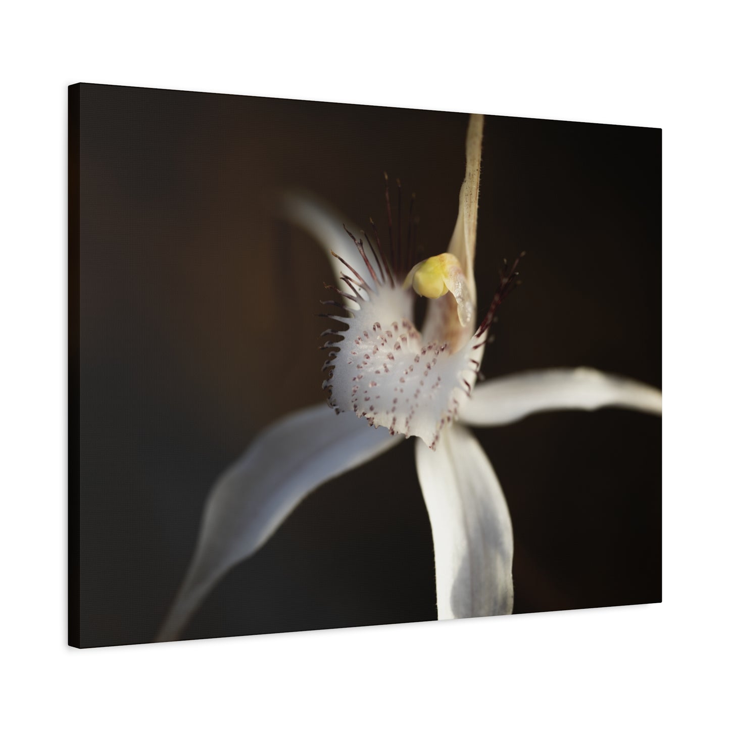 White Spider Orchid Canvas Print