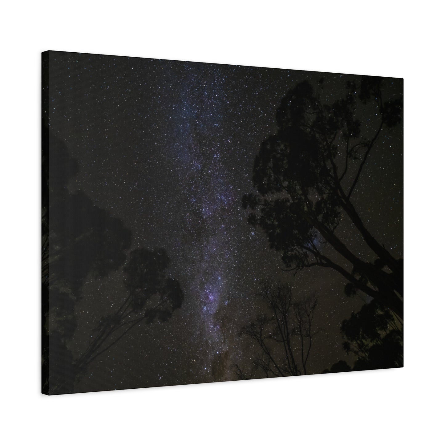 Dryandra Skies 3 Canvas Print