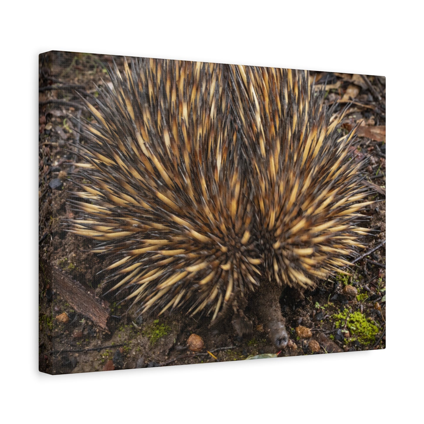 Spikey Canvas Print