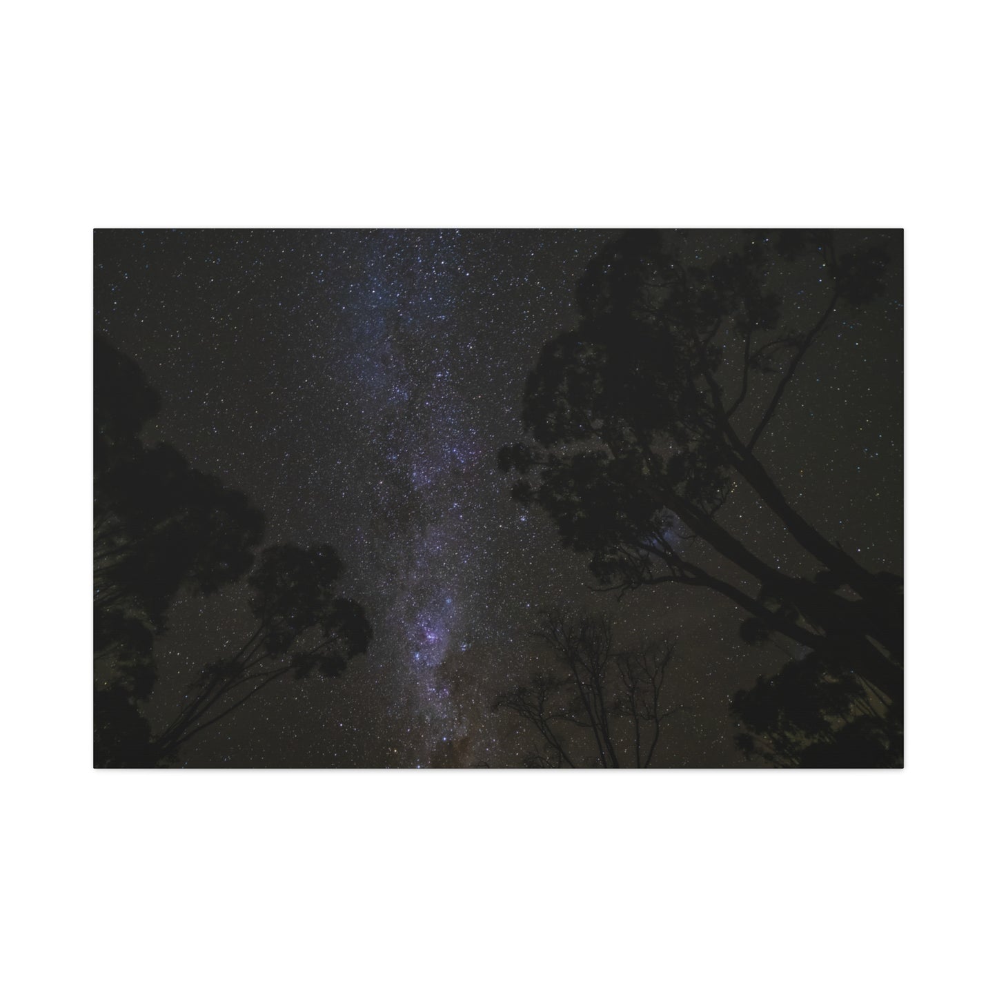 Dryandra Skies 3 Canvas Print