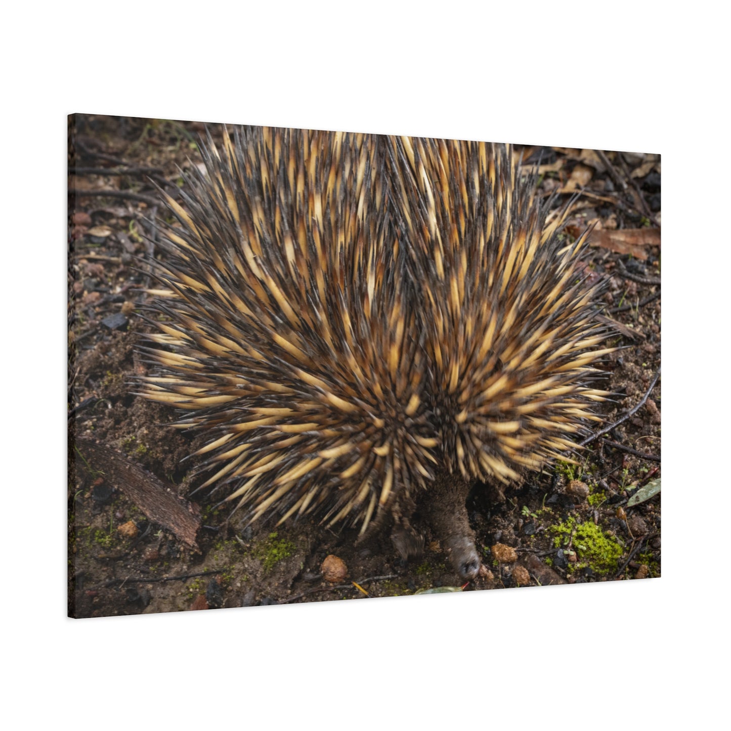 Spikey Canvas Print