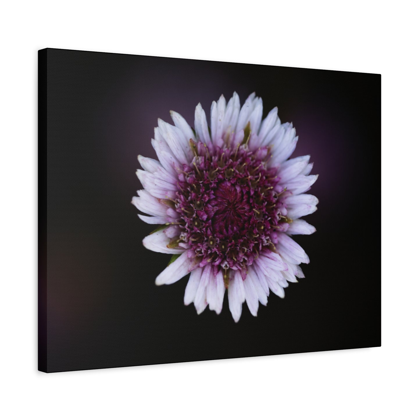 Pink Daisy Canvas Print