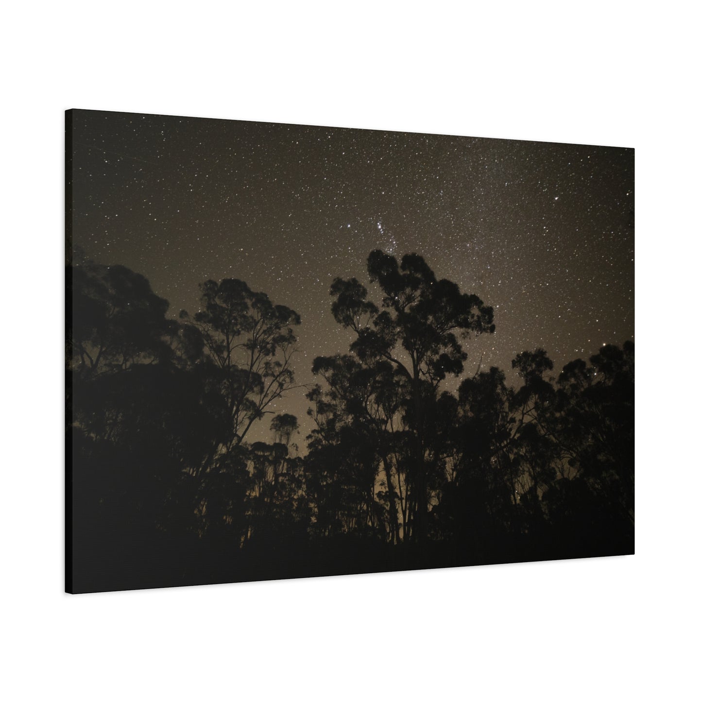 Dryandra Skies 2 Canvas Print