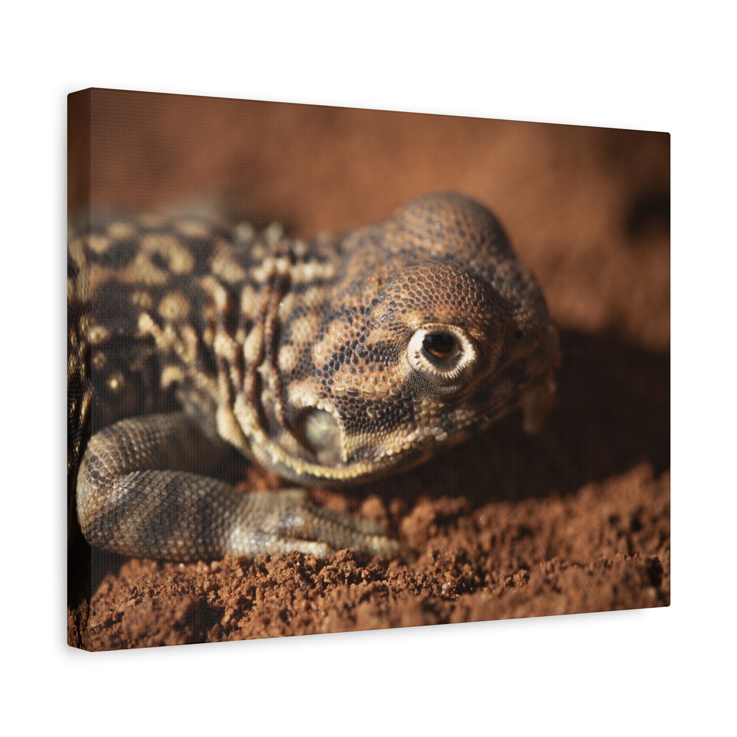 Lizard Canvas Print