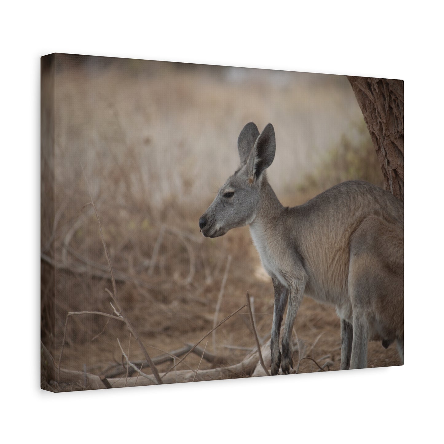 Roo Canvas Print