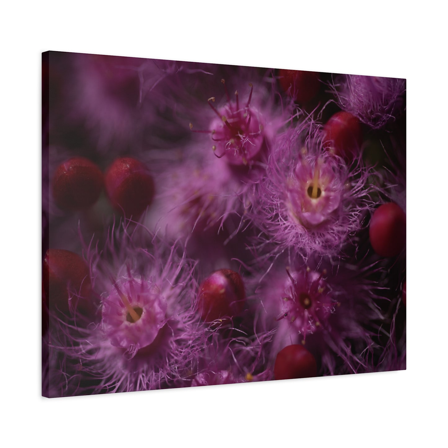 Verticordia Canvas Print