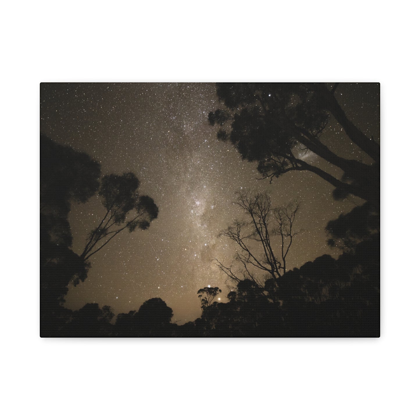 Dryandra Skies Canvas Print