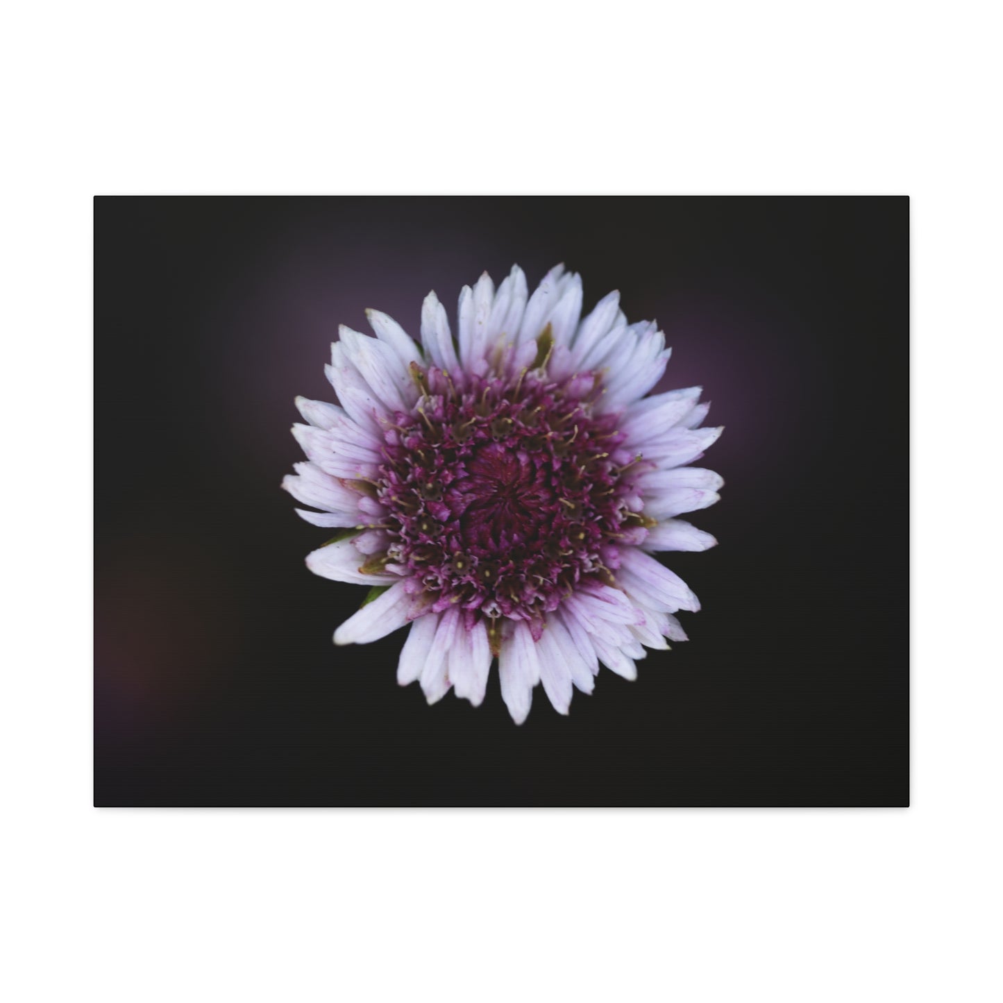 Pink Daisy Canvas Print