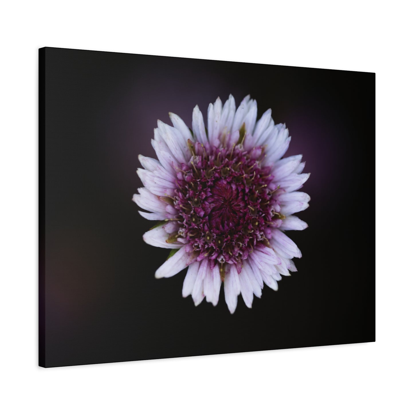 Pink Daisy Canvas Print