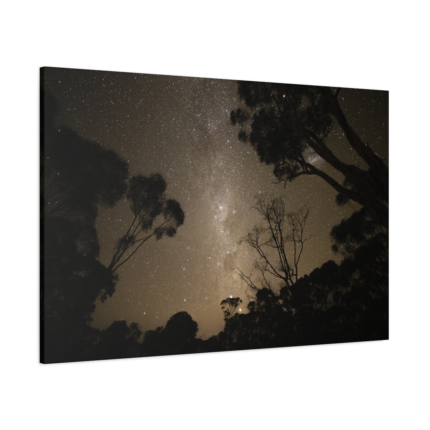 Dryandra Skies Canvas Print