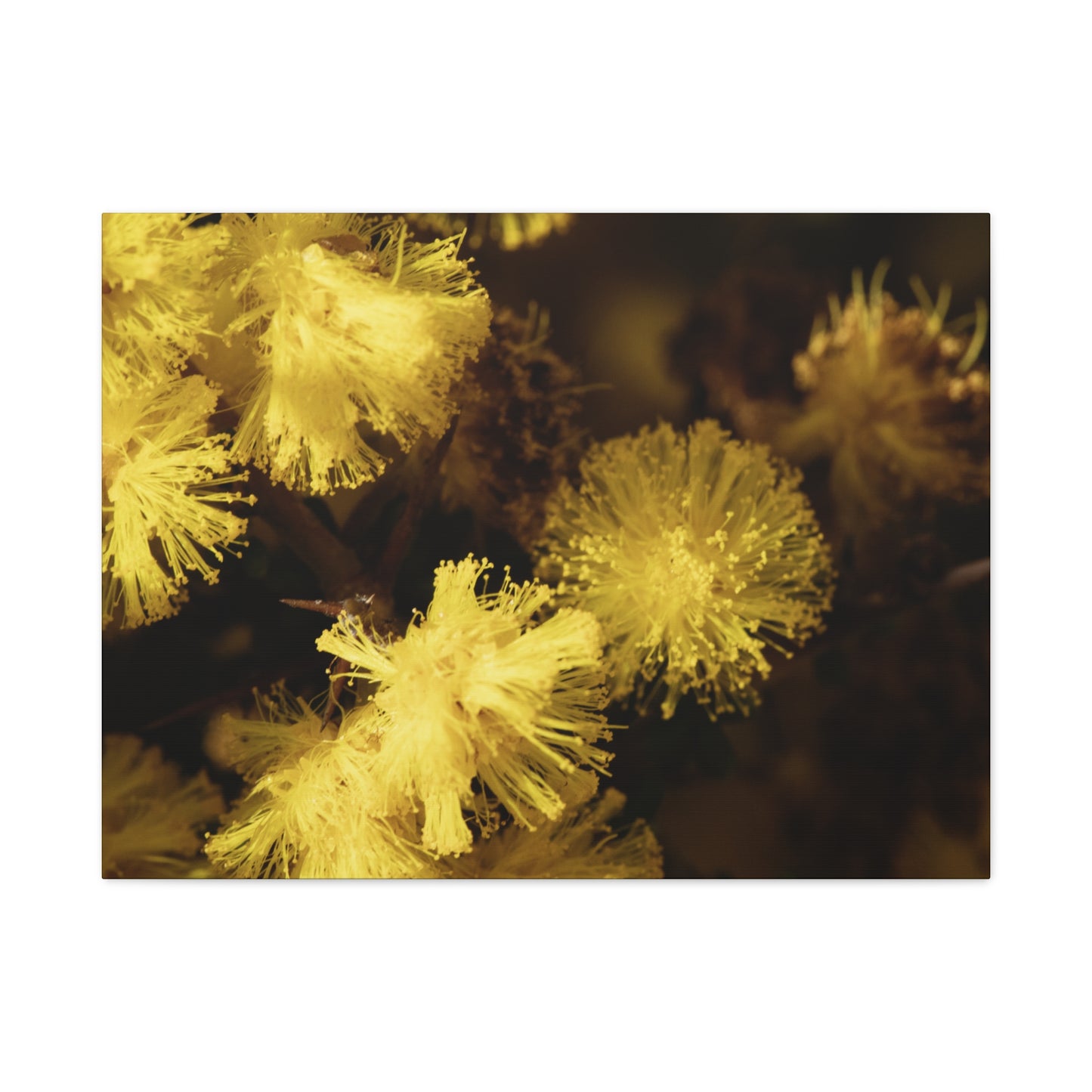 Wattle Canvas Print