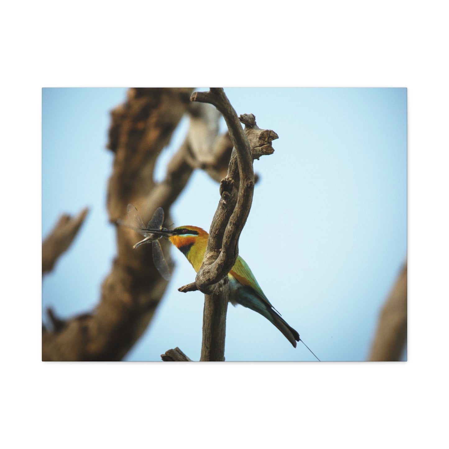 Bee Eater Canvas Print