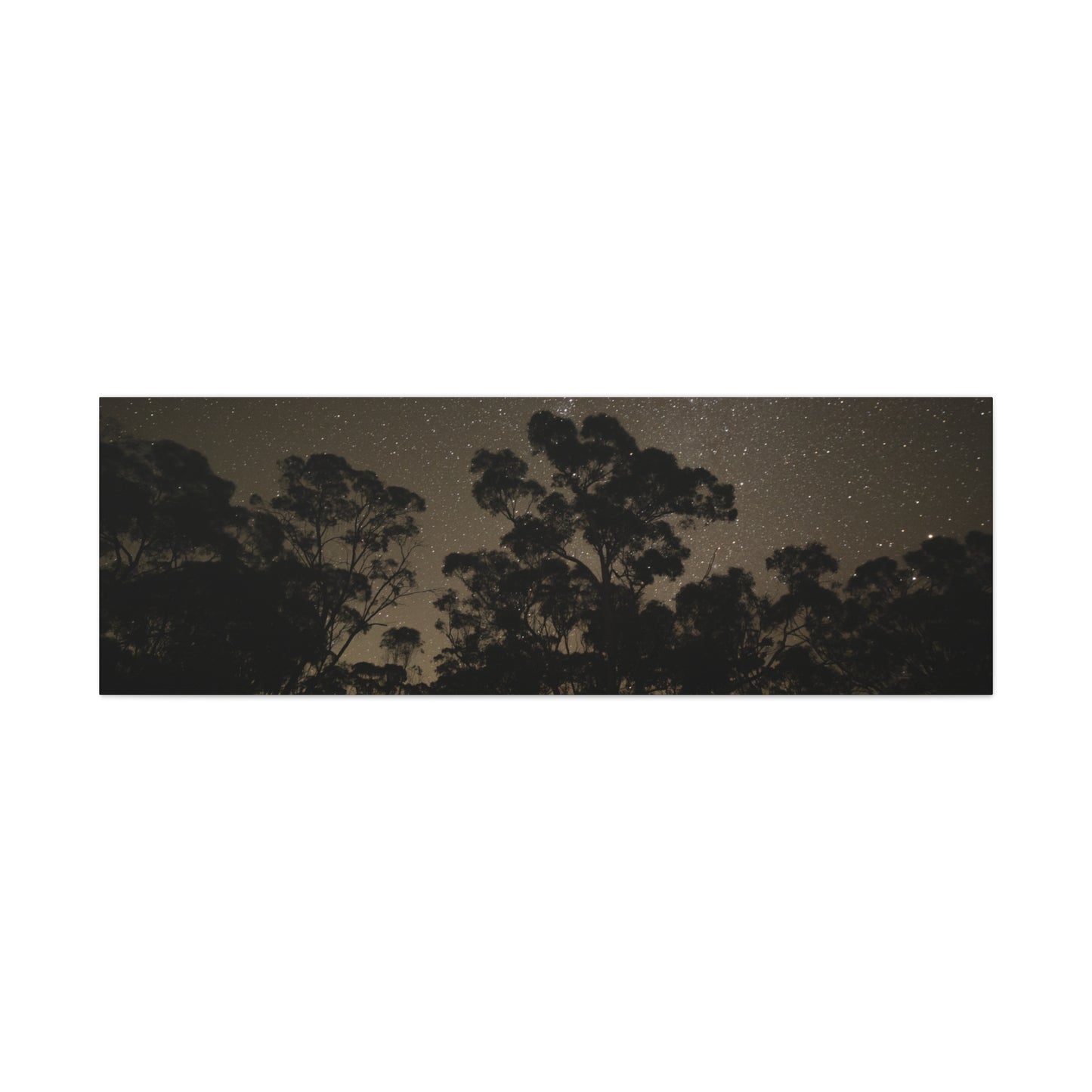 Dryandra Skies 2 Canvas Print