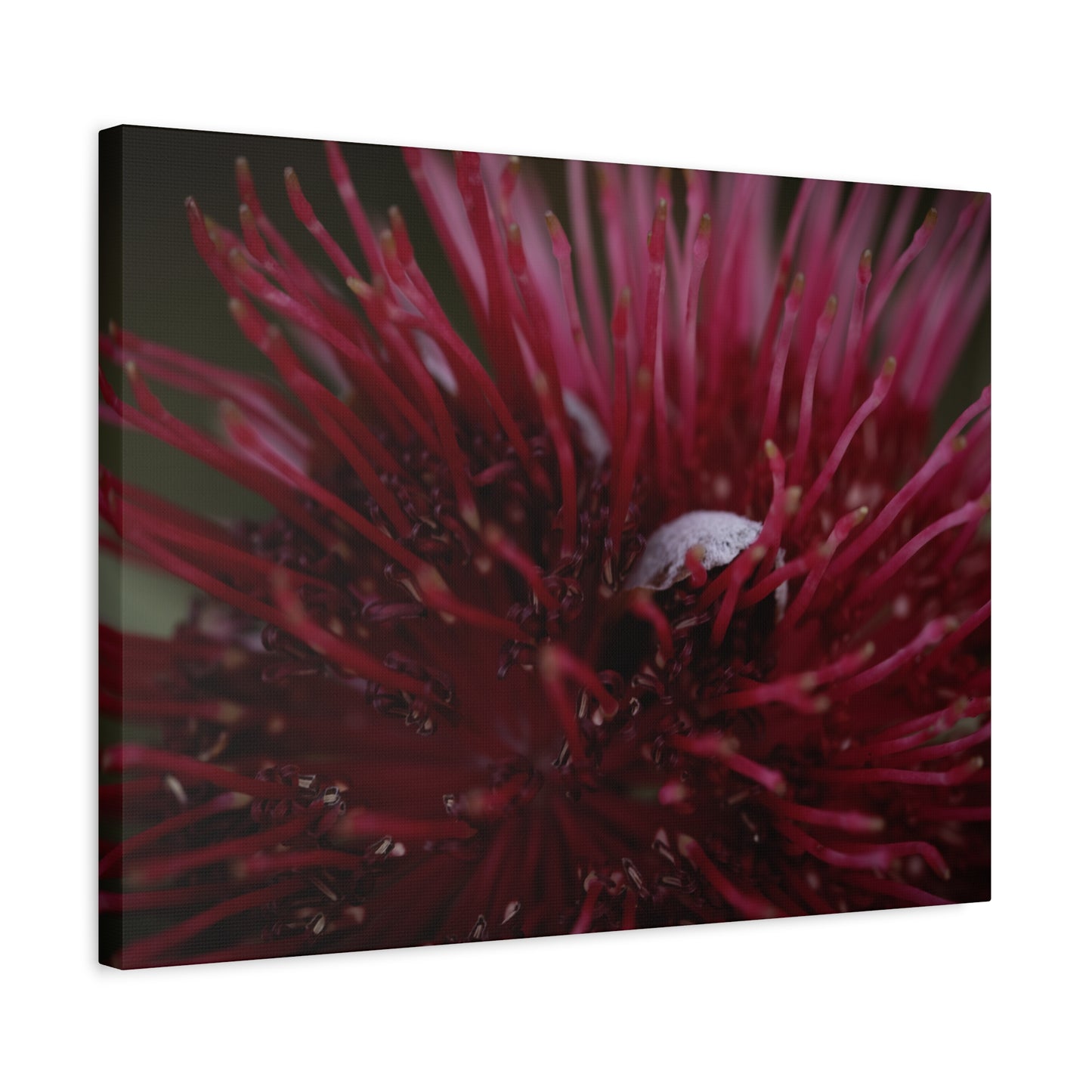 Pink Canvas Print