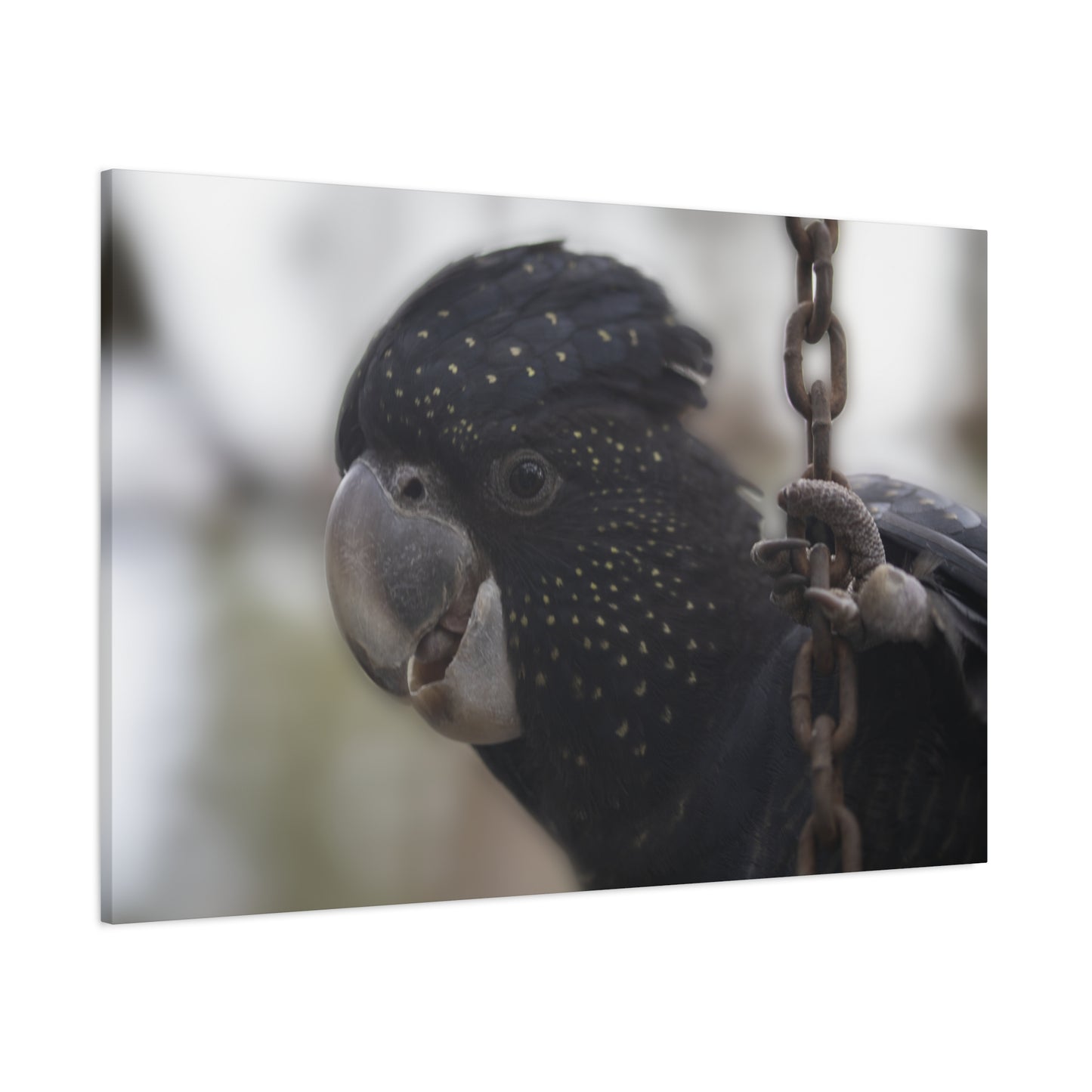 Black Bird Canvas Print