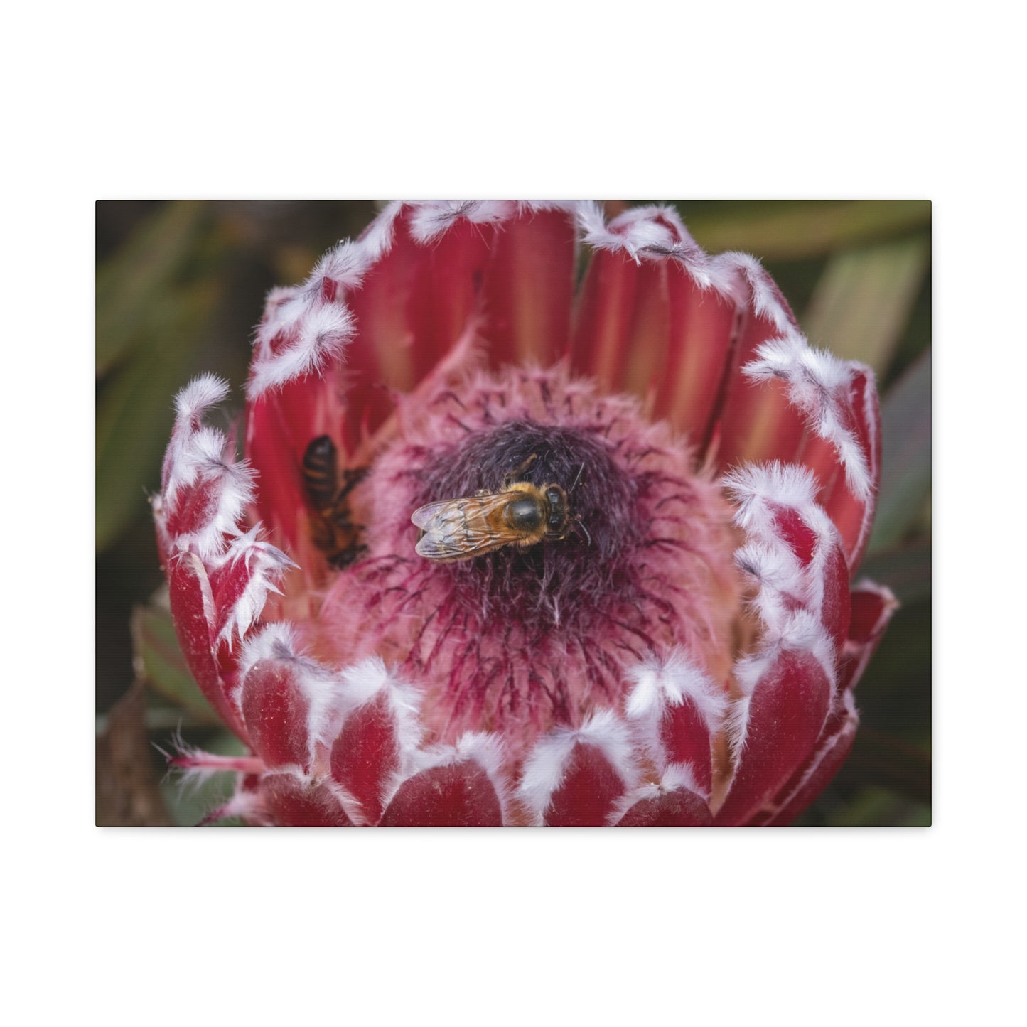 Feeding Bee Canvas Print