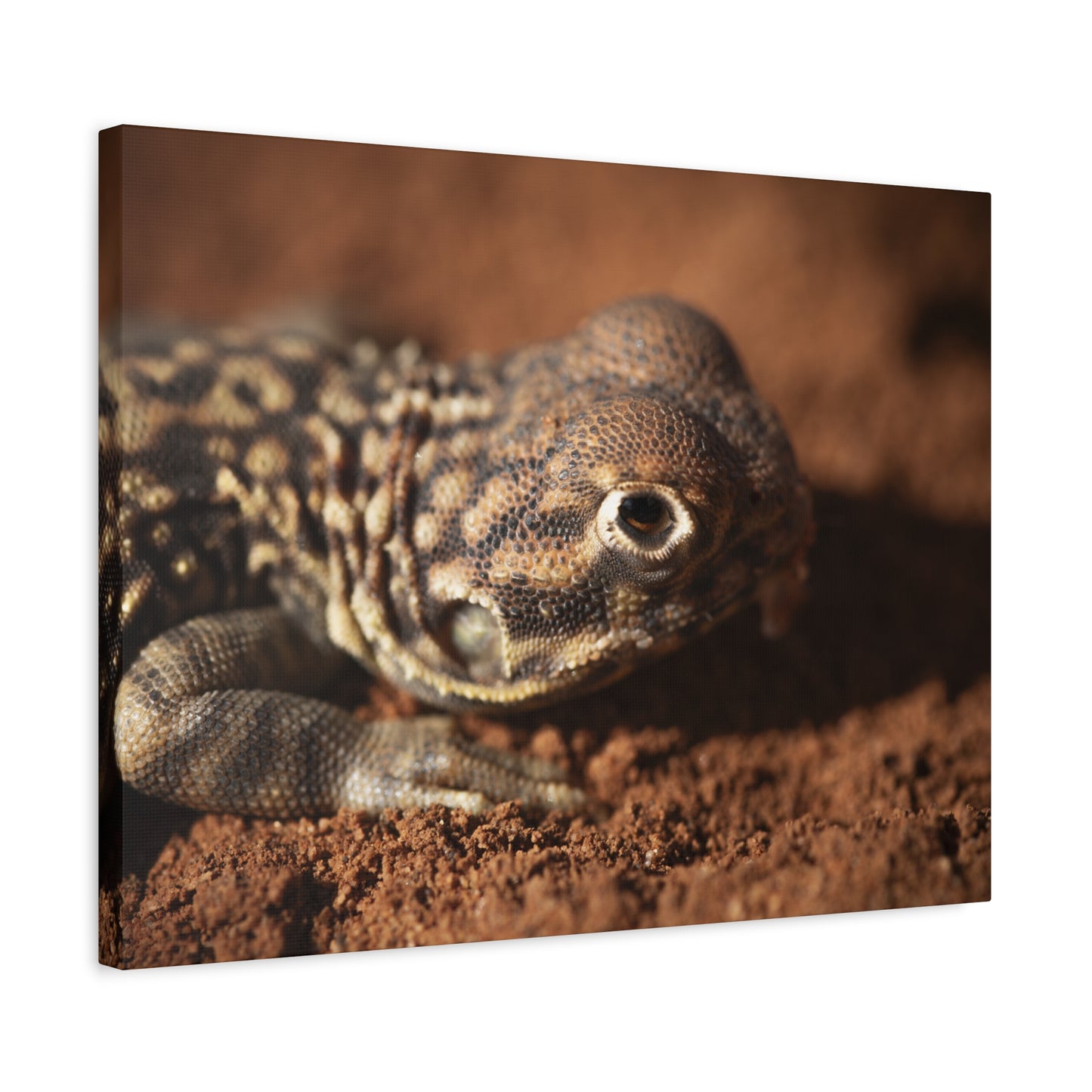 Lizard Canvas Print