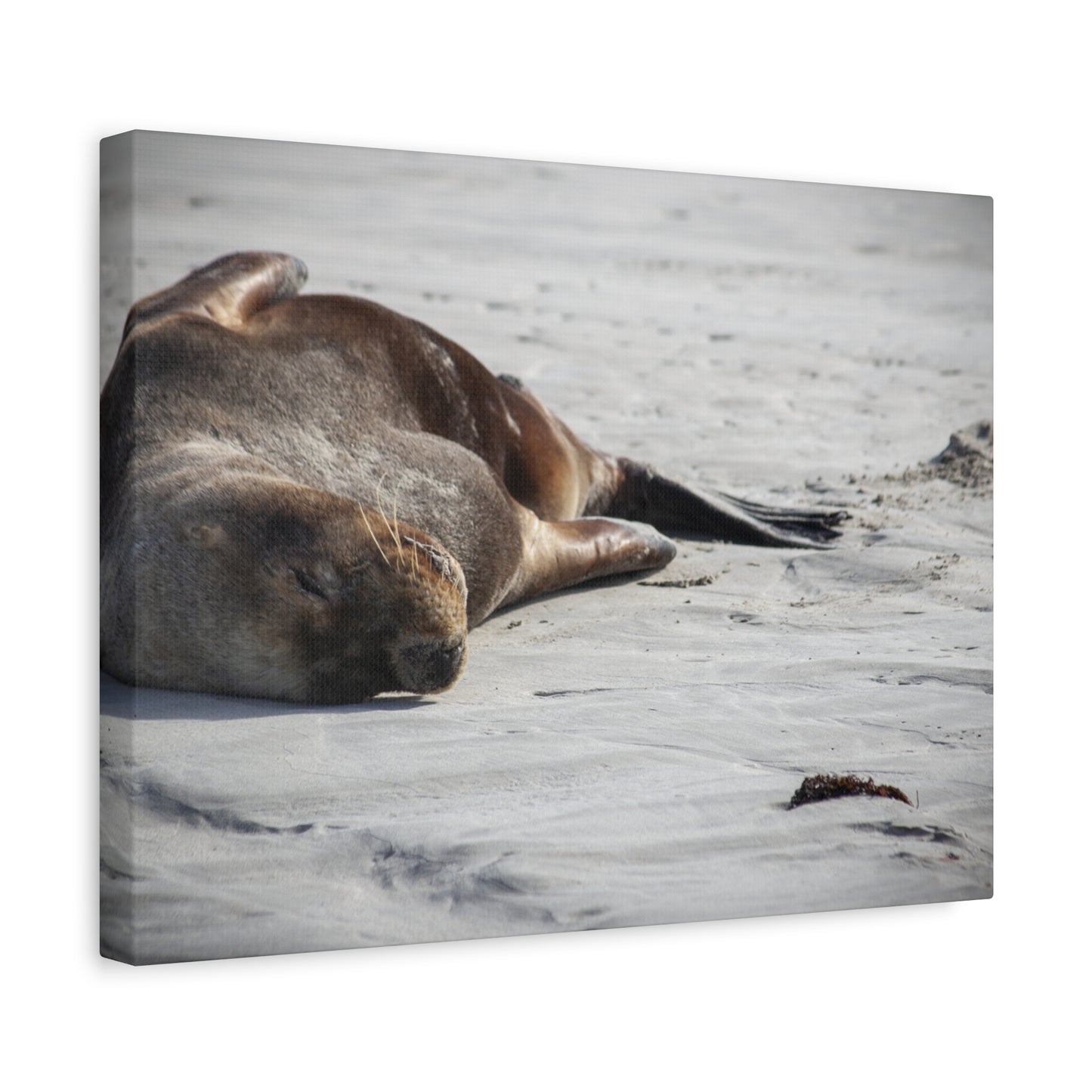 Sunny Days Canvas Print