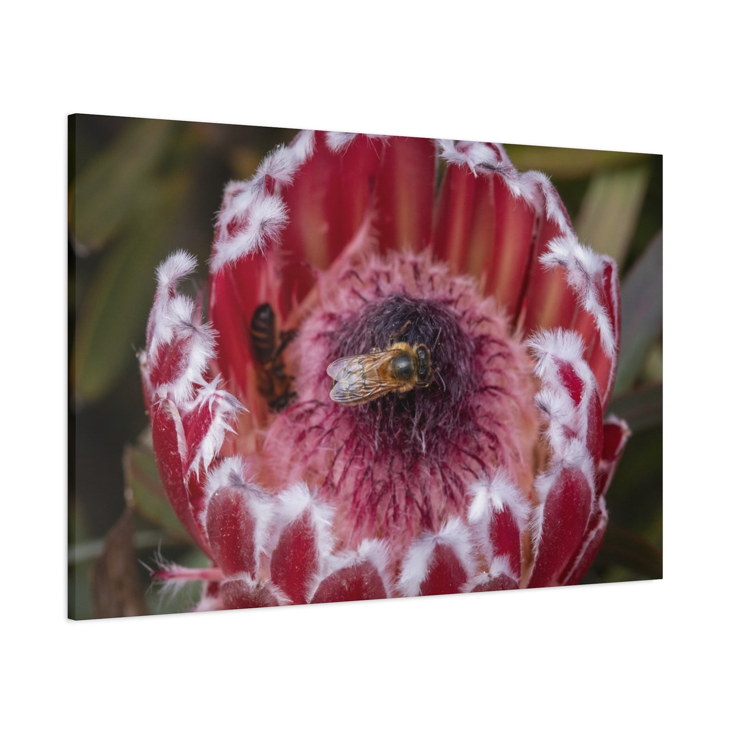 Feeding Bee Canvas Print