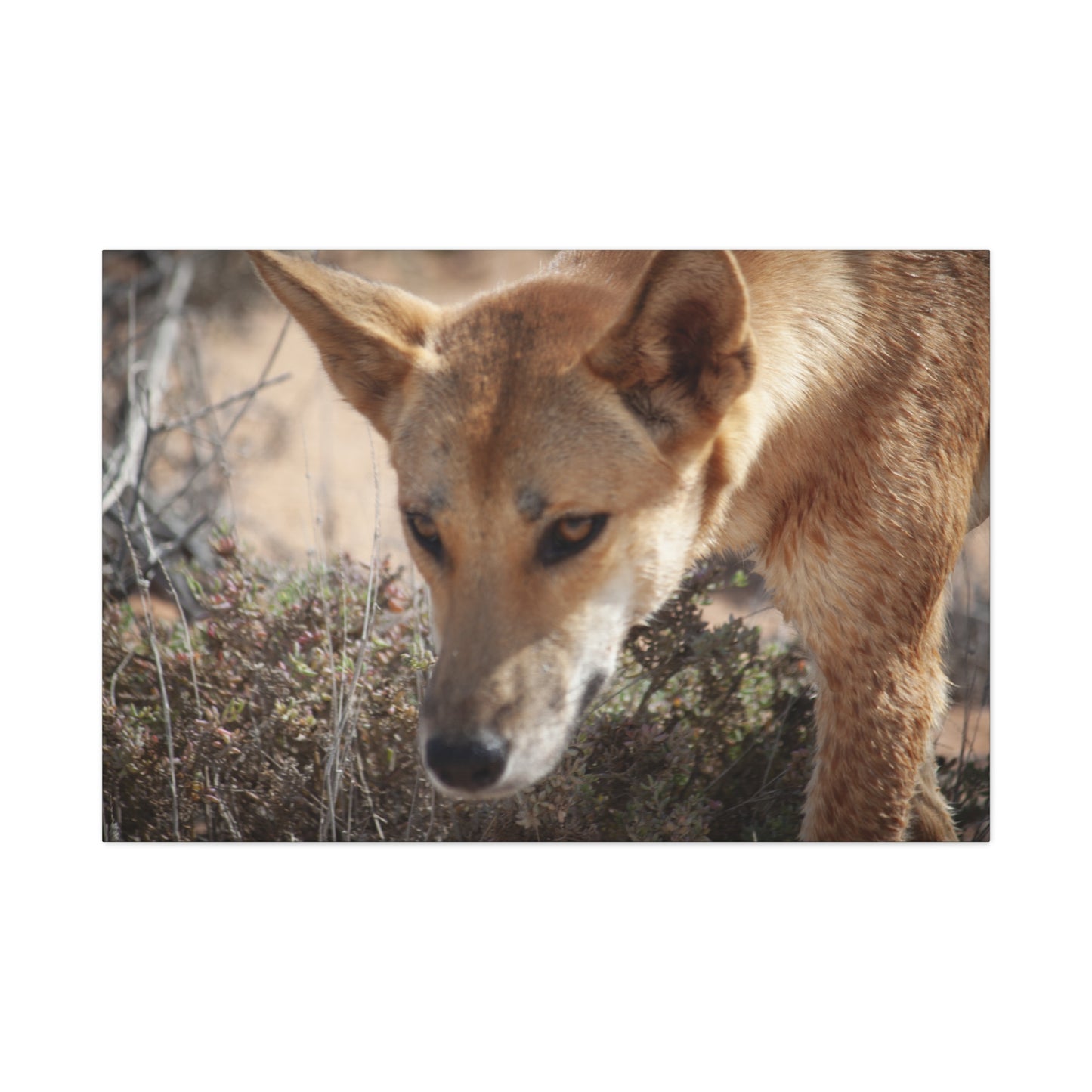 Dingo Canvas Print