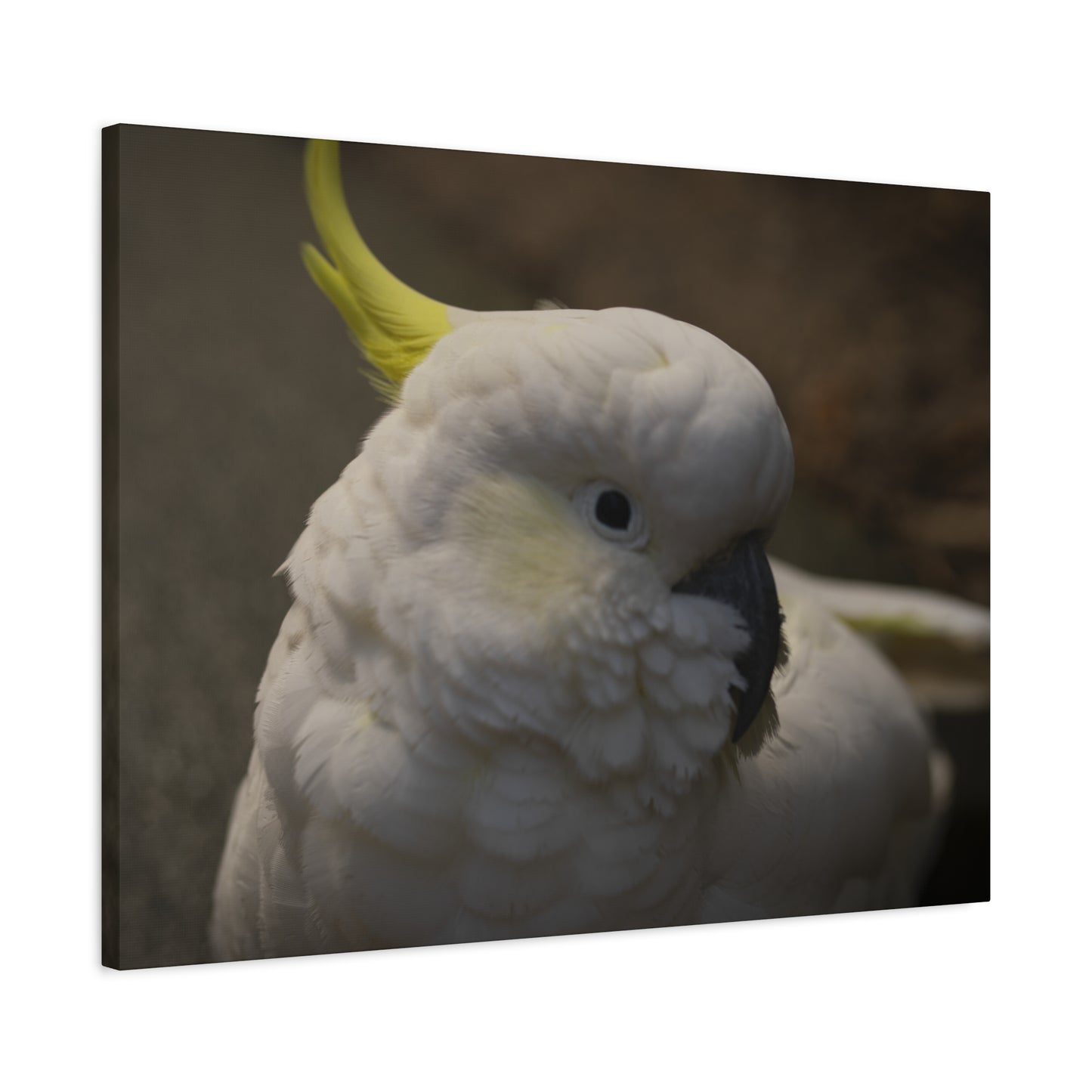 White Bird Canvas Print