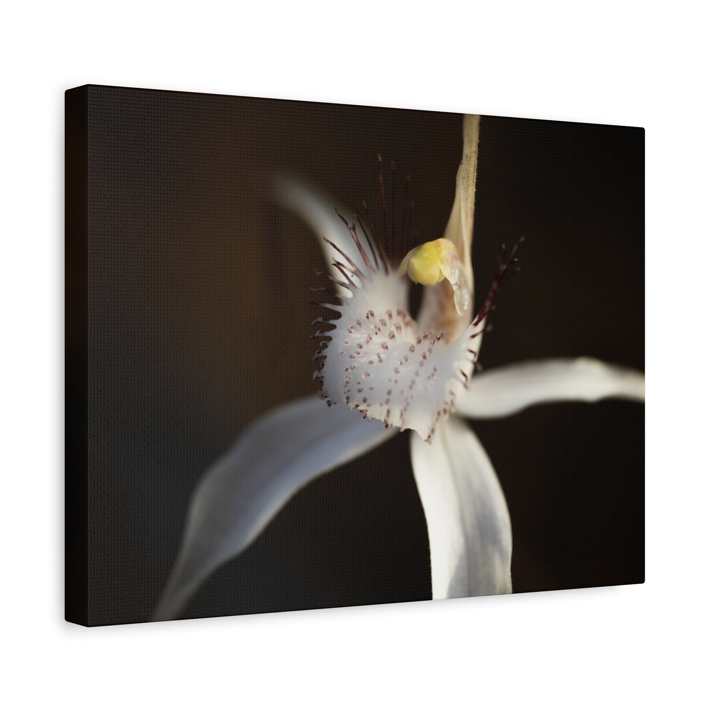 White Spider Orchid Canvas Print