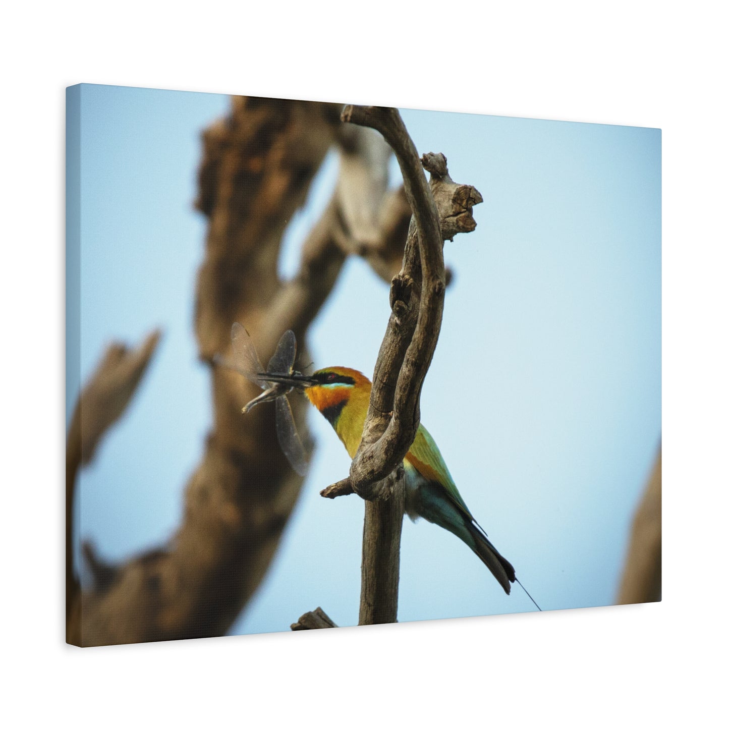 Bee Eater Canvas Print