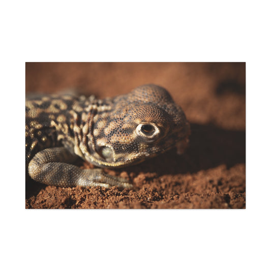 Lizard Canvas Print