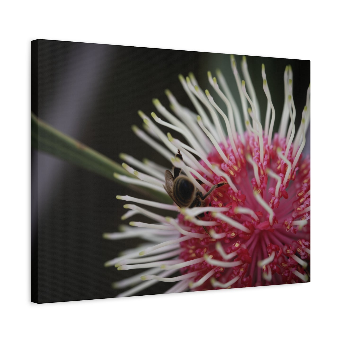 Pin Cushion Canvas Print