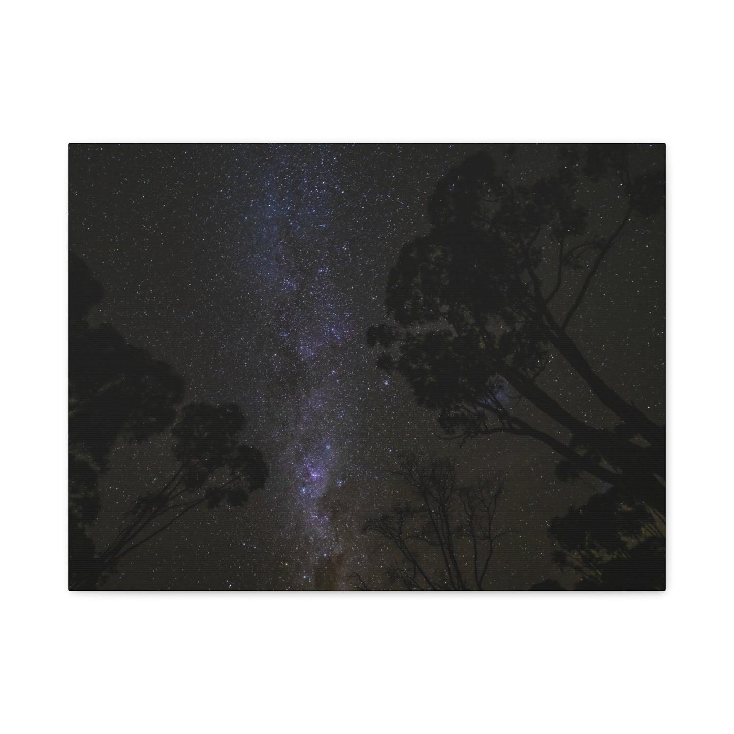 Dryandra Skies 3 Canvas Print