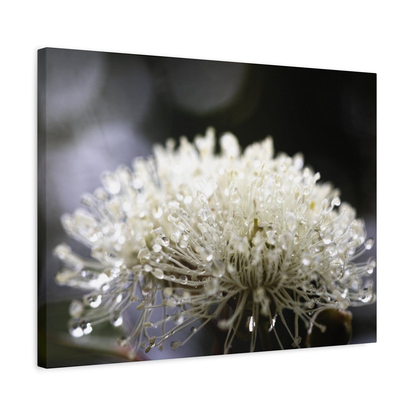 Marri Bloom Canvas Print