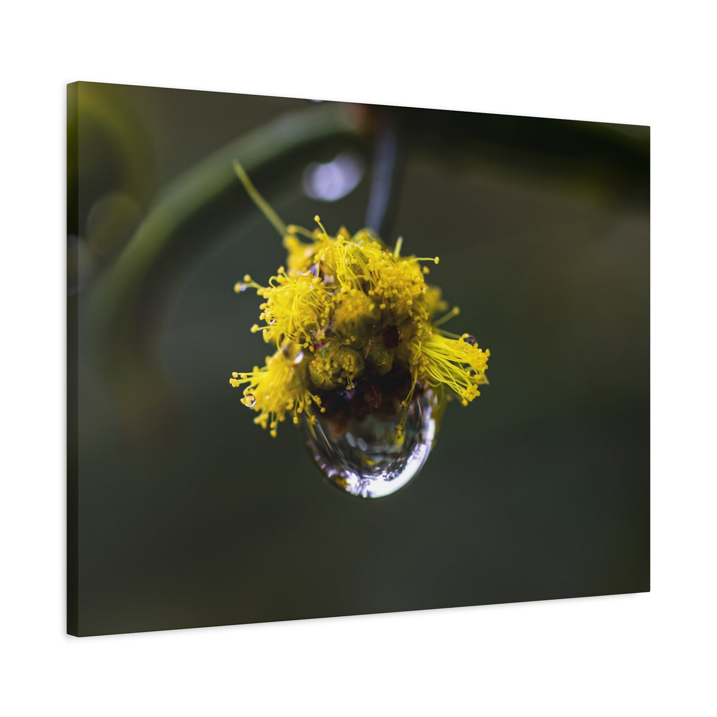 Droplets Canvas Print